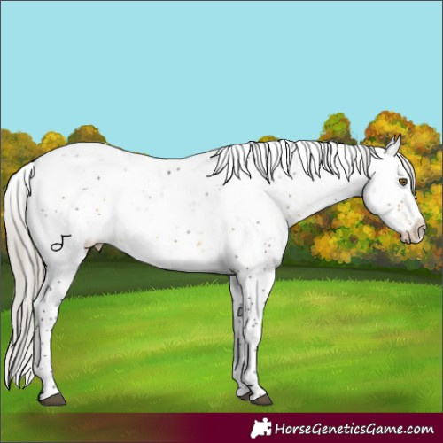 Horse Color:Silver Buckskin Sabino Rabicano 