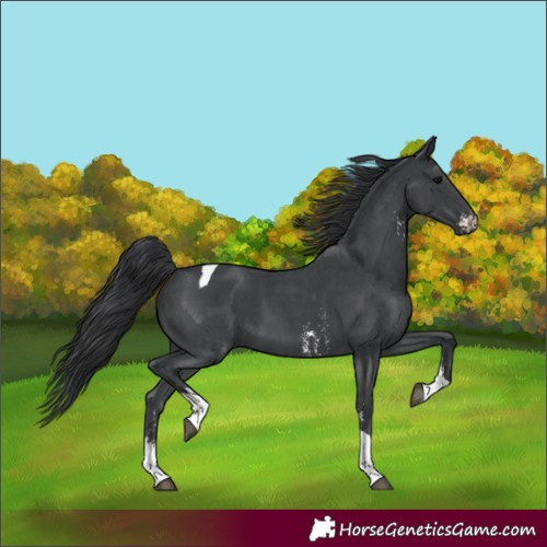 Horse Color:Black Sabino Tobiano