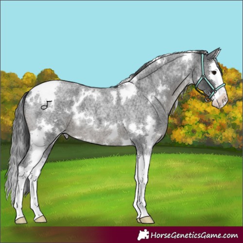 Horse Color:White Spotted Blue Roan Splash 