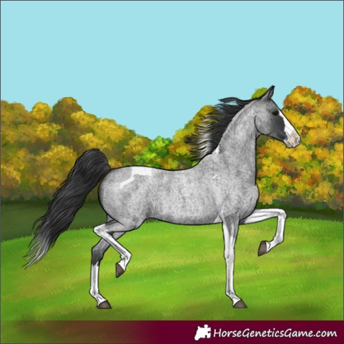 Horse Color:Blue Roan Splash Tobiano
