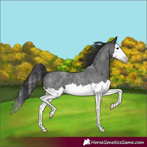 Horse Color:Blue Roan Splash