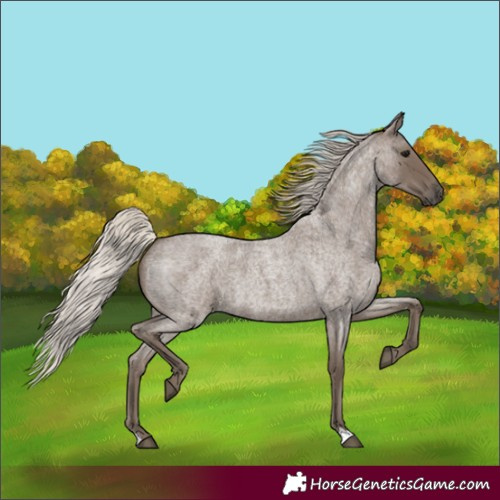 Horse Color:Silver Blue Roan
