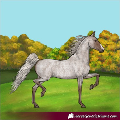 Horse Color:Silver Blue Roan Frame