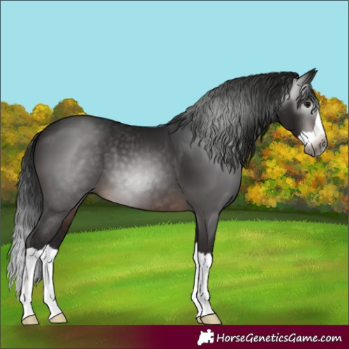 Horse Color:Gray Brown Splash