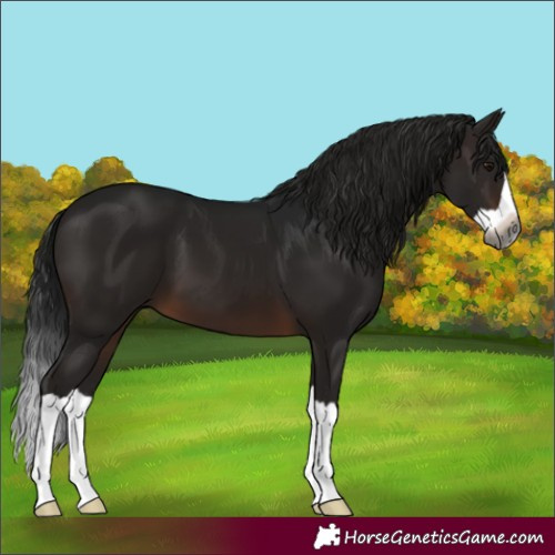 Horse Color:Gray Brown Splash 