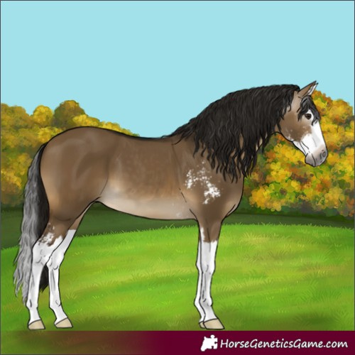 Horse Color:Gray Buckskin Dun Sabino Splash 