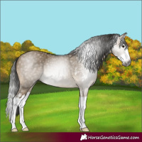Horse Color:Gray Buckskin Dun Sabino Splash 
