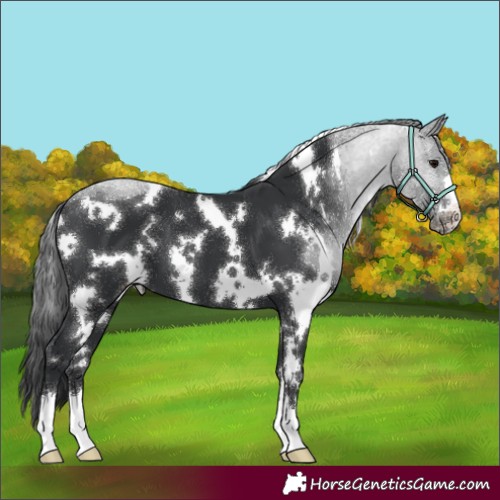 Horse Color:White Spotted Black Appaloosa 