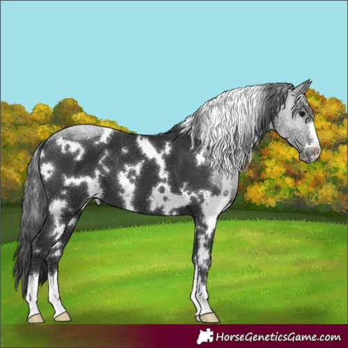 Horse Color:White Spotted Black Appaloosa 