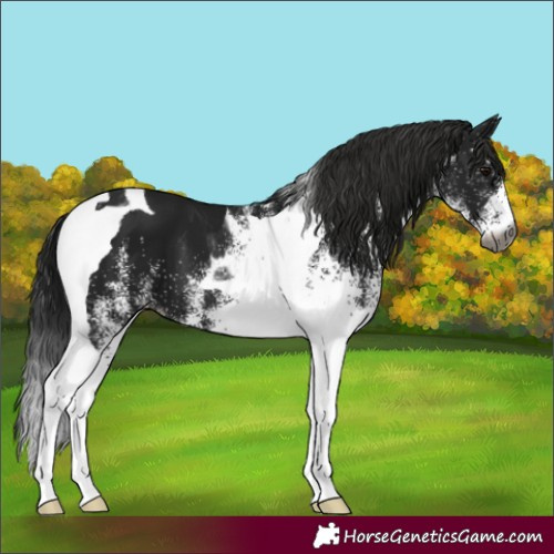 Horse Color:Gray White Spotted Smoky Black Tobiano 