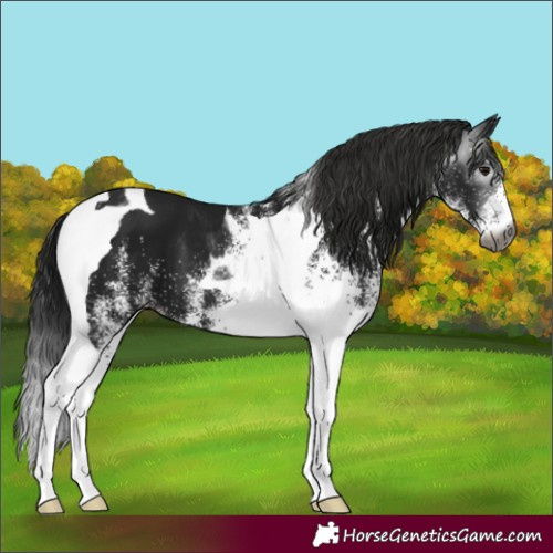 Horse Color:Gray White Spotted Smoky Black Tobiano 