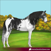 Horse Color:Gray White Spotted Smoky Black Tobiano 
