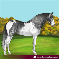Horse Color:Gray White Spotted Smoky Black Tobiano 
