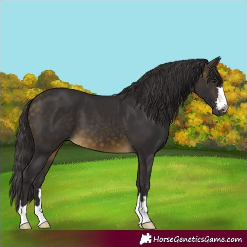 Horse Color:Buckskin 