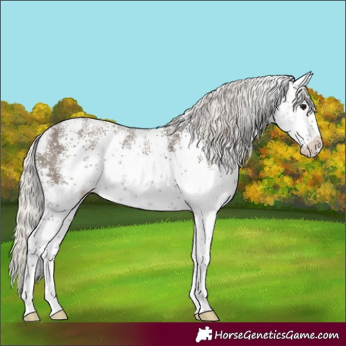 Horse Color:White Spotted Silver Smoky Black Sabino Rabicano 