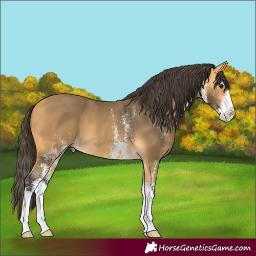 Horse Color:White Spotted Buckskin Splash 