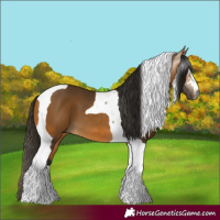 Horse Color:Gray Buckskin Tobiano
