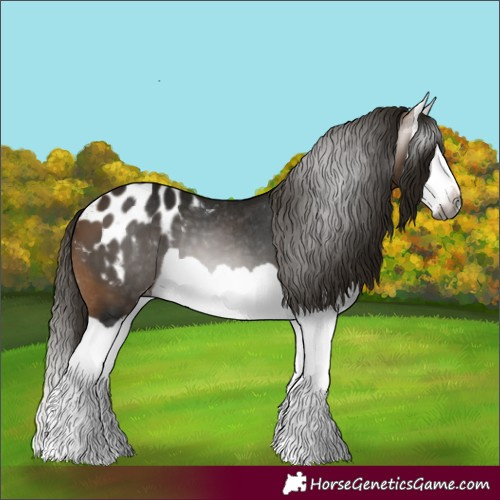 Horse Color:Gray Buckskin Splash Appaloosa 
