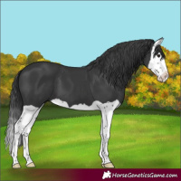 Horse Color:Black Splash
