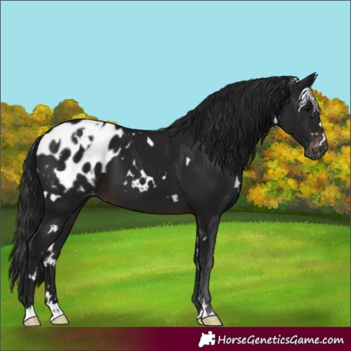 Horse Color:Gray White Spotted Brown Appaloosa 