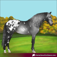 Horse Color:Gray White Spotted Brown Blanket 