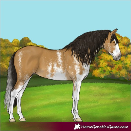 Horse Color:Gray White Spotted Buckskin Dun Splash 