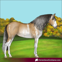 Horse Color:Gray White Spotted Buckskin Dun Splash 