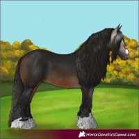 Horse Color:Gray Buckskin