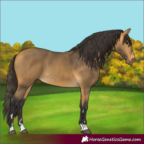 Horse Color:Buckskin 
