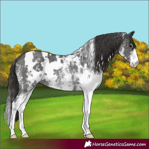 Horse Color:White Spotted Smoky Black Rabicano 