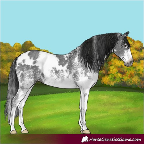 Horse Color:Gray White Spotted Black 