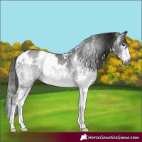 Horse Color:Gray White Spotted Black 