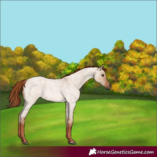 Horse Color:Red Dun Roan 