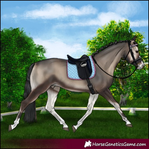 Horse Color:Blue Onyx