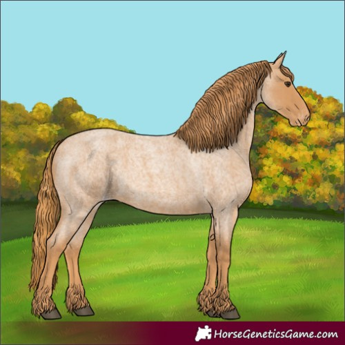 Horse Color:Red Roan Appaloosa