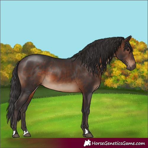 Horse Color:Brown 