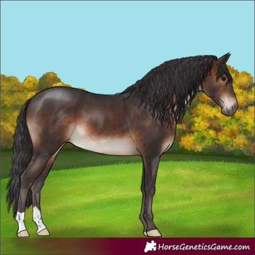 Horse Color:Brown 