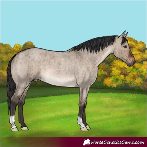 Horse Color:Brown Roan Dun Brindle 