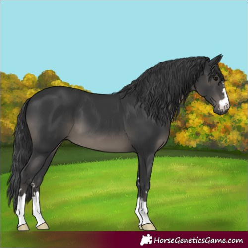 Horse Color:Black 