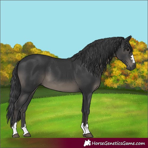 Horse Color:Black 