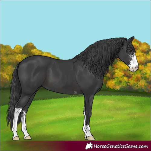 Horse Color:Black Sabino
