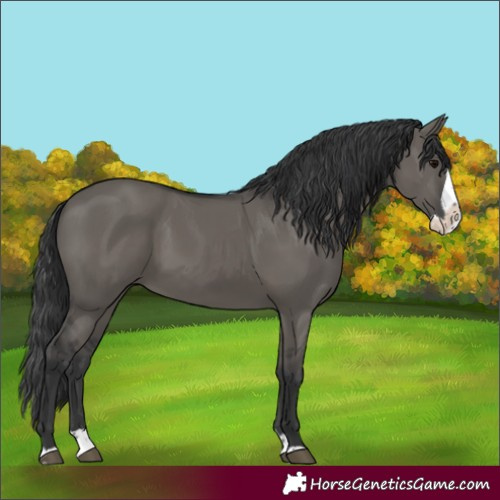 Horse Color:Grullo Splash 