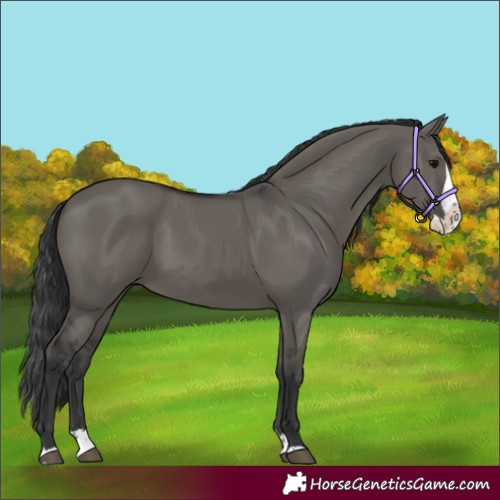 Horse Color:Grullo Splash