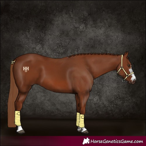 Horse Color:Chestnut 