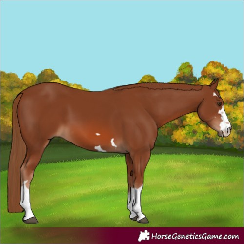 Horse Color:Chestnut 