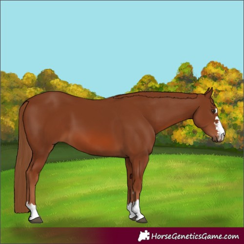 Horse Color:Chestnut 