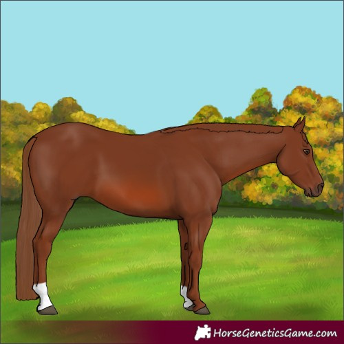 Horse Color:Chestnut 