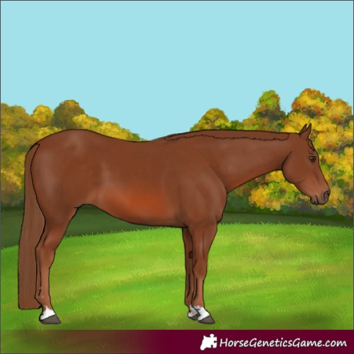 Horse Color:Chestnut 