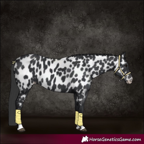 Horse Color:Black Appaloosa 