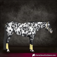 Horse Color:Black Near Leopard